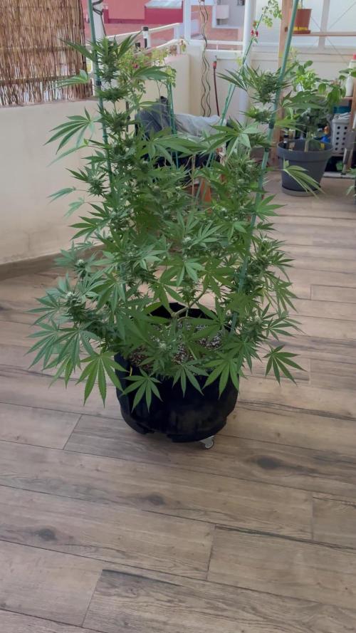 Tropic OZZ x Yellow Melon (Ozz)