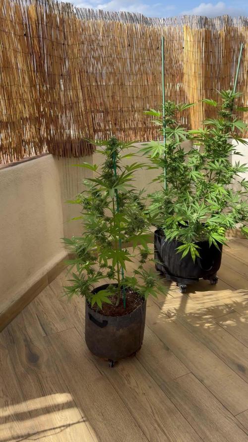 Tropic OZZ x Yellow Melon (Ozz)