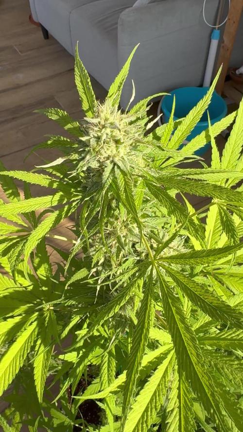 Tropic OZZ x Yellow Melon (Ozz)