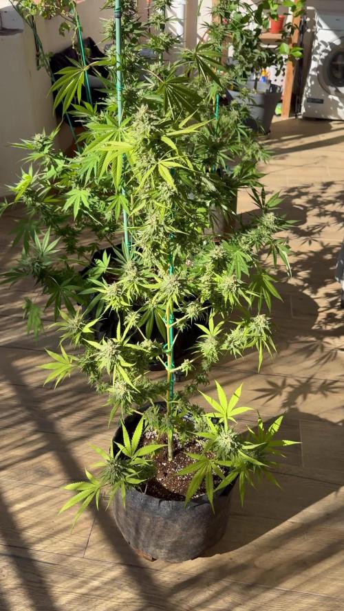 Tropic OZZ x Yellow Melon (Ozz)