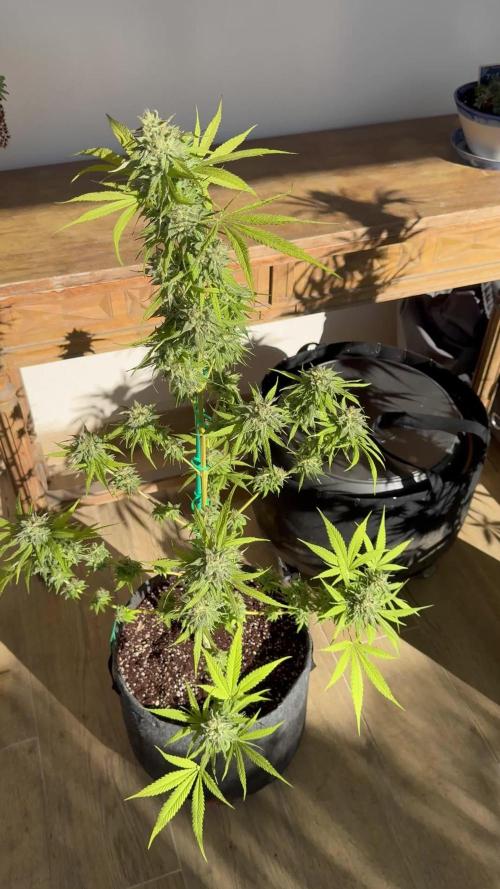 Tropic OZZ x Yellow Melon (Ozz)