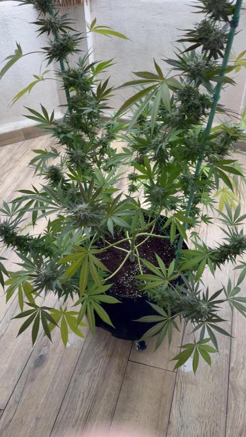 Tropic OZZ x Yellow Melon (Ozz)