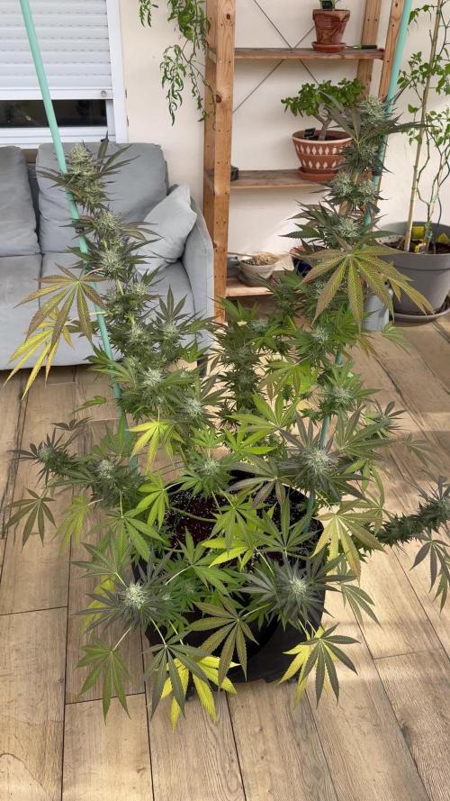 Tropic OZZ x Yellow Melon (Ozz)