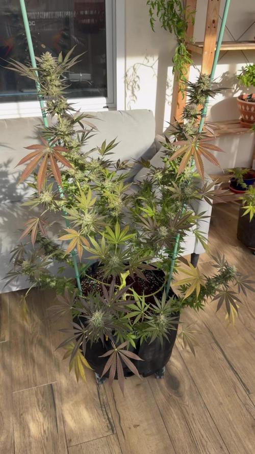 Tropic OZZ x Yellow Melon (Ozz)