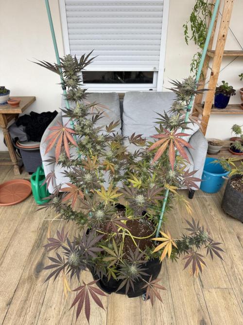 Tropic OZZ x Yellow Melon (Ozz). Week 18