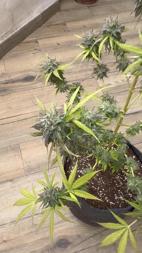 Tropic OZZ x Yellow Melon (Ozz)