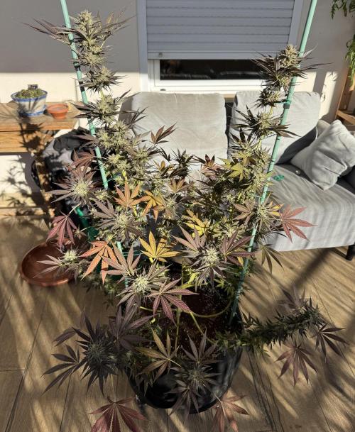 Tropic OZZ x Yellow Melon (Ozz). Week 18