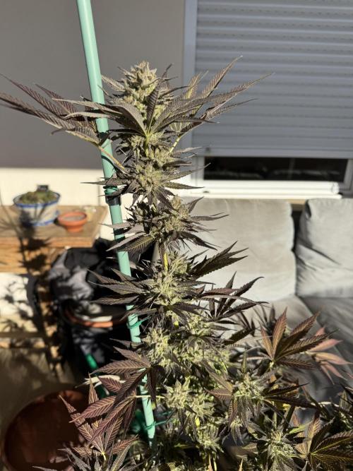 Tropic OZZ x Yellow Melon (Ozz). Week 18