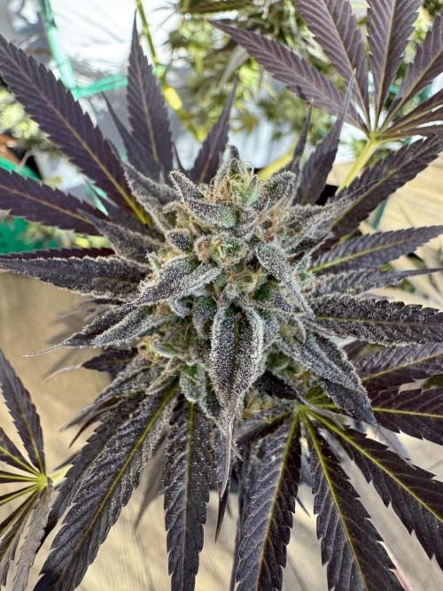 Tropic OZZ x Yellow Melon (Ozz). Week 18