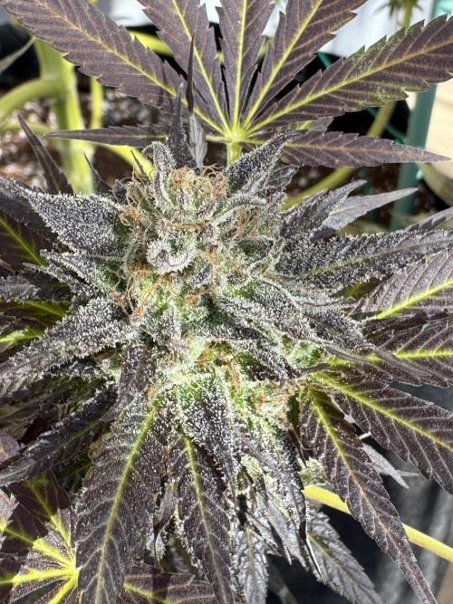 Tropic OZZ x Yellow Melon (Ozz). Week 18