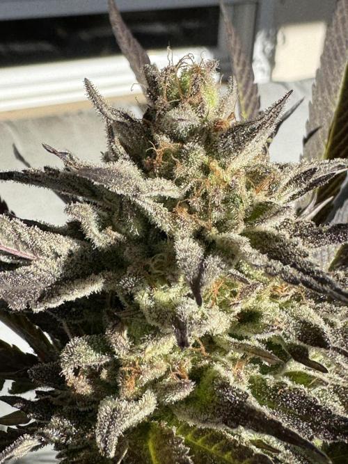 Tropic OZZ x Yellow Melon (Ozz). Week 18