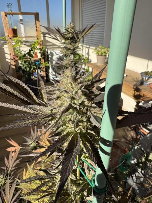 Tropic OZZ x Yellow Melon (Ozz). Week 18