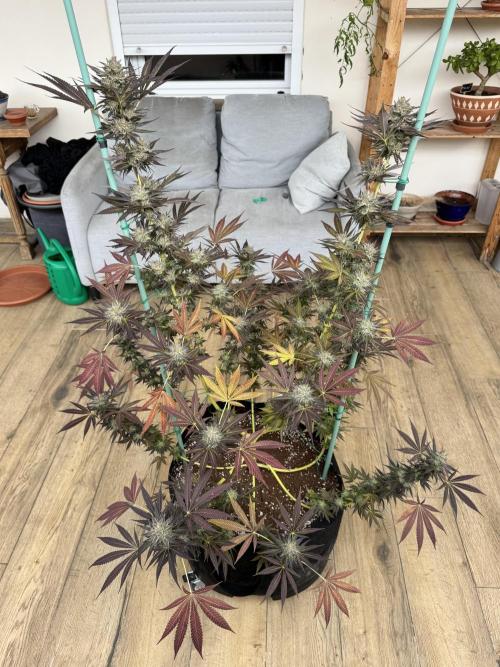 Tropic OZZ x Yellow Melon (Ozz). Week 18