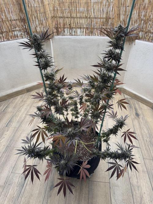 Tropic OZZ x Yellow Melon (Ozz). Week 18