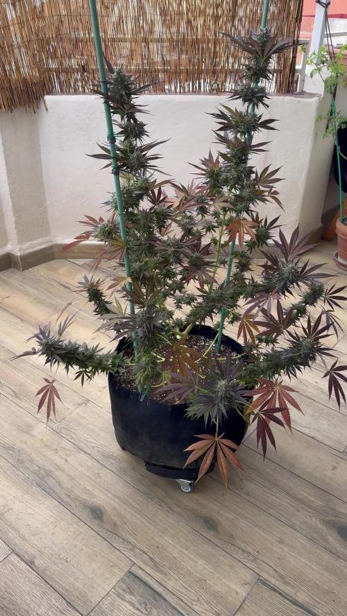 Tropic OZZ x Yellow Melon (Ozz)