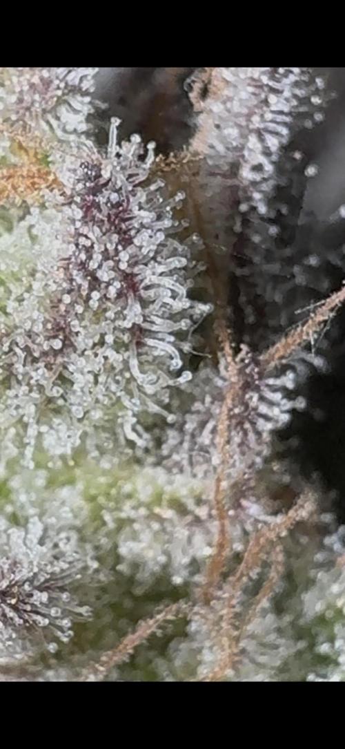 Tropic OZZ x Yellow Melon (Ozz). Week 18