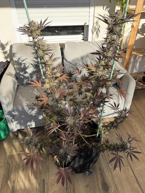 Tropic OZZ x Yellow Melon (Ozz). Week 19