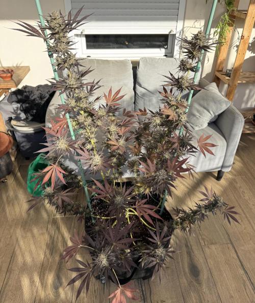 Tropic OZZ x Yellow Melon (Ozz). Week 19