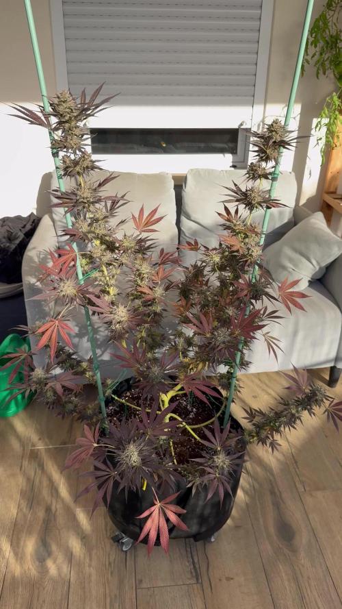 Tropic OZZ x Yellow Melon (Ozz)