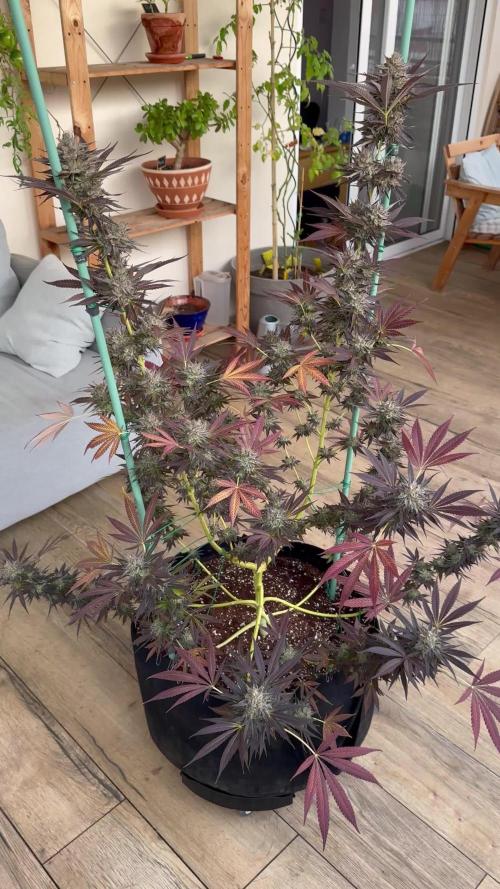 Tropic OZZ x Yellow Melon (Ozz)