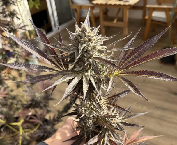 Tropic OZZ x Yellow Melon (Ozz). Week 20