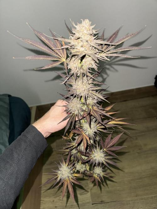 Tropic OZZ x Yellow Melon (Ozz). Week 20