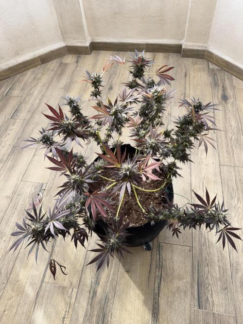 Tropic OZZ x Yellow Melon (Ozz). Week 20