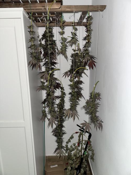 Tropic OZZ x Yellow Melon (Ozz). Week 20