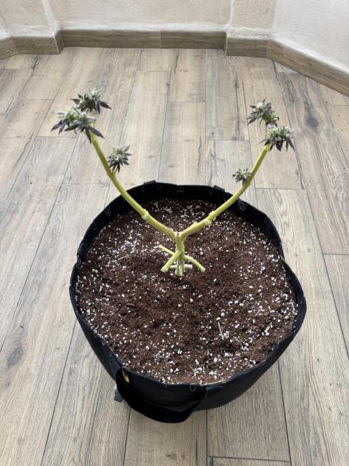 Tropic OZZ x Yellow Melon (Ozz). Week 20