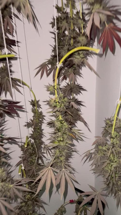 Tropic OZZ x Yellow Melon (Ozz)