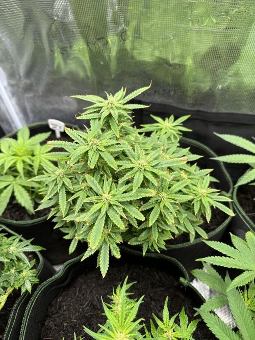 PinhaColada. Week 14