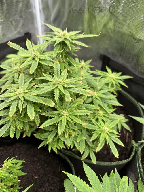 PinhaColada. Week 14