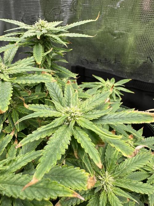 PinhaColada. Week 14