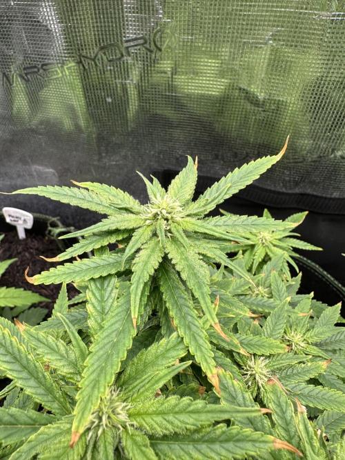 PinhaColada. Week 14