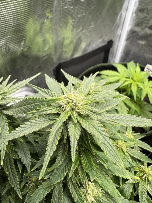 PinhaColada. Week 14