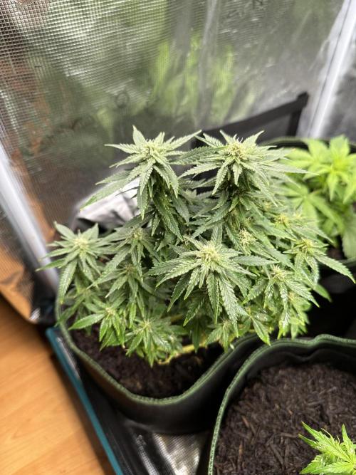PinhaColada. Week 14