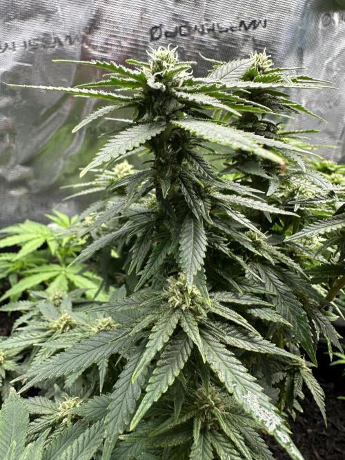 PinhaColada. Week 14