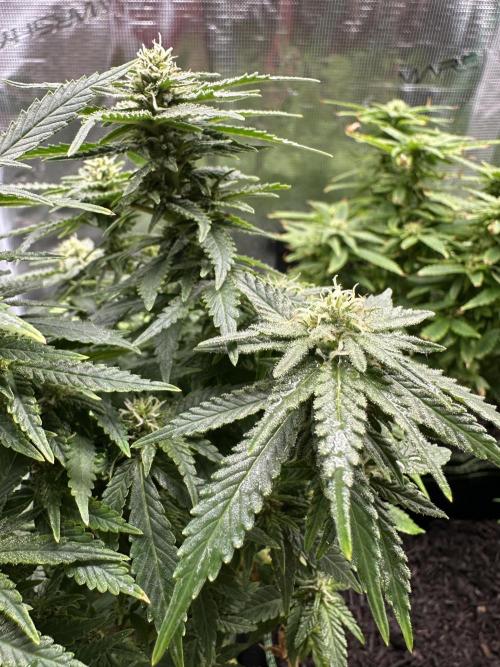 PinhaColada. Week 14