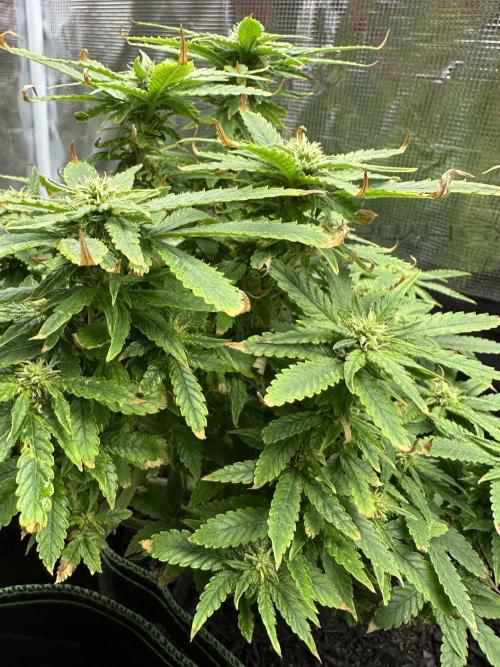 PinhaColada. Week 14