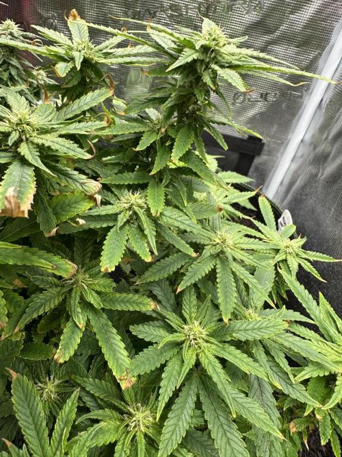 PinhaColada. Week 14