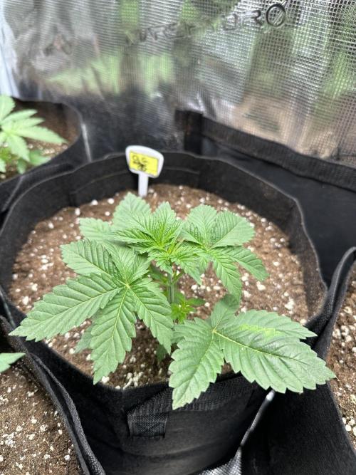 Box 2 femm seriously. Week 3