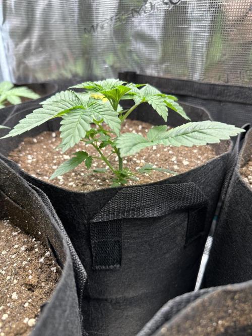 Box 2 femm seriously. Week 3