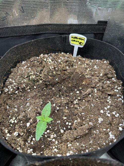 Box 2 femm seriously. Week 3