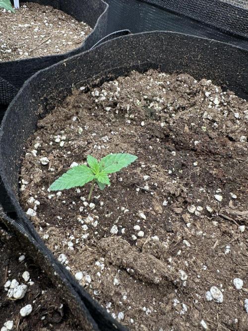 Box 2 femm seriously. Week 3