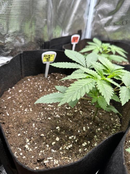 Box 2 femm seriously. Week 3