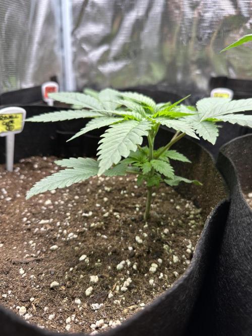 Box 2 femm seriously. Week 3