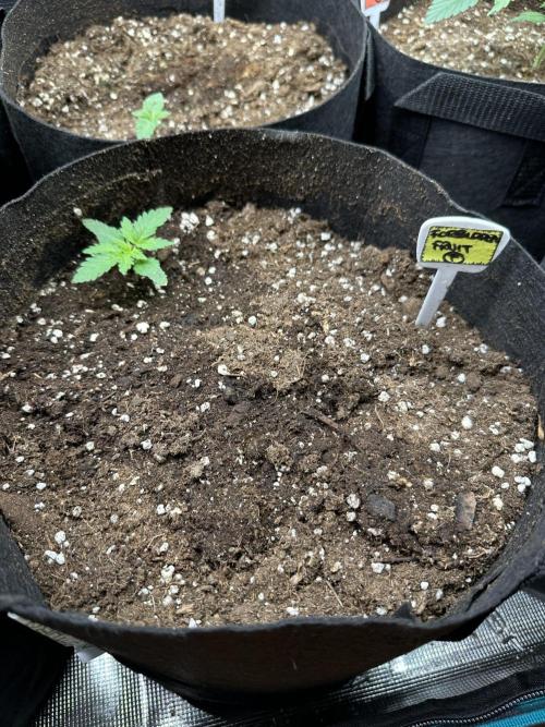 Box 2 femm seriously. Week 3