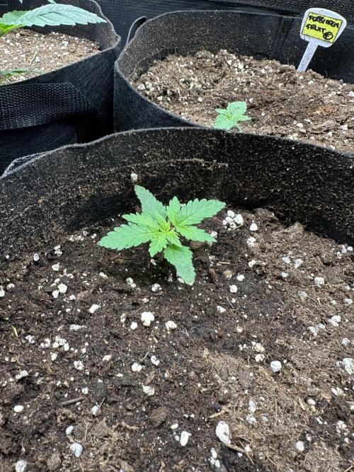 Box 2 femm seriously. Week 3