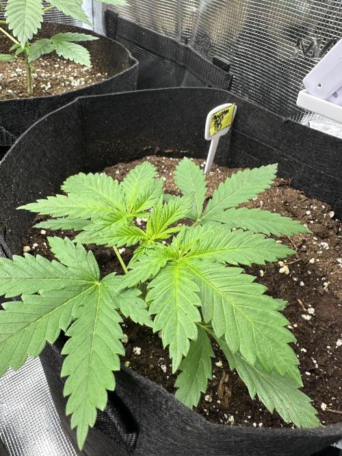 Box 2 femm seriously. Week 3