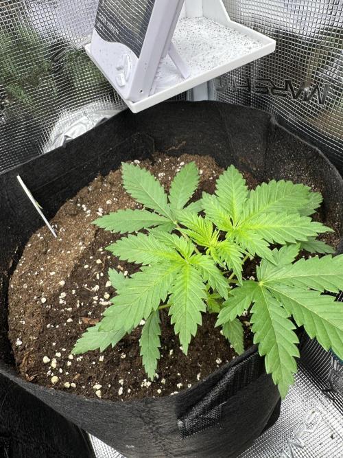 Box 2 femm seriously. Week 3